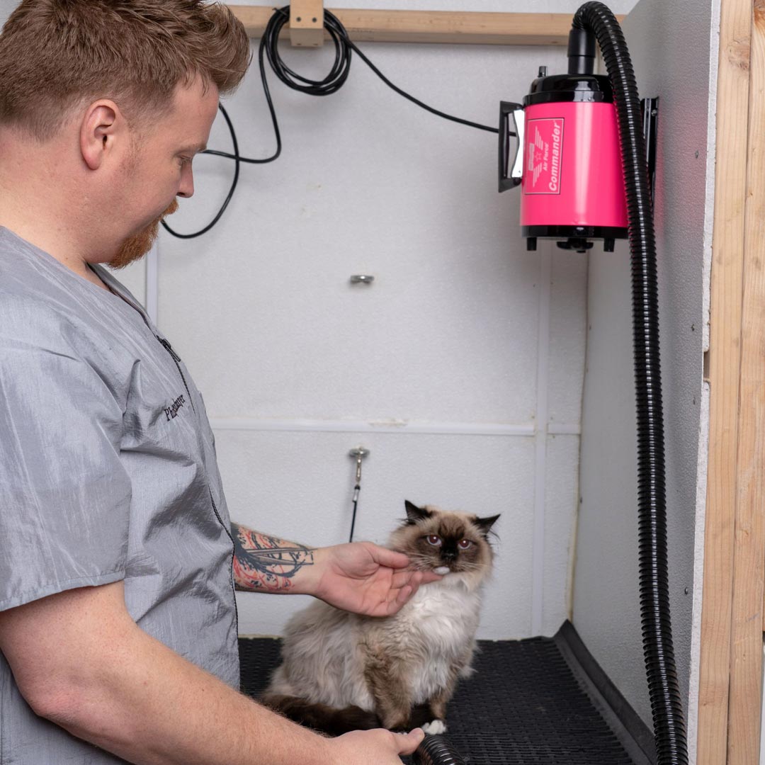 El secador para el cuidado profesional de mascotas