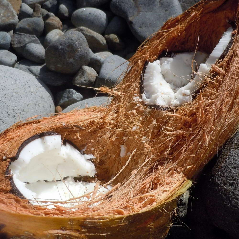 Juguete para perros lleno de fibras naturales de coco