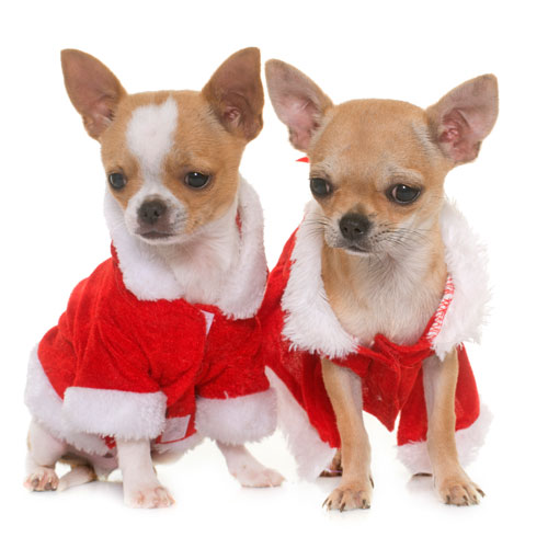 Weihnachtsmäntel für Hunde