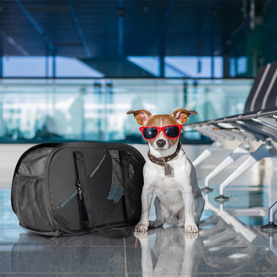 Práctico bolso para perros diseñado para viajar