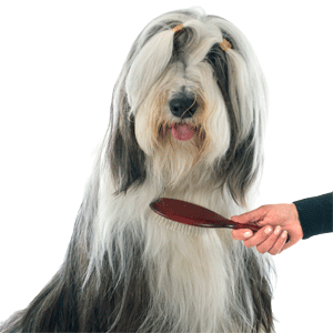 GogiPet Magic Care para peluqueros caninos