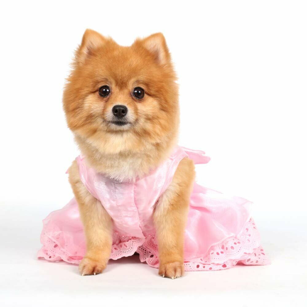 Vestido de novia para perritas en color rosa de DoggyDolly - Moda festiva para perros