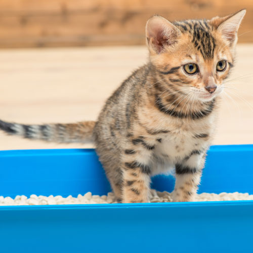 Caja de arena para gatos y arena para gatos