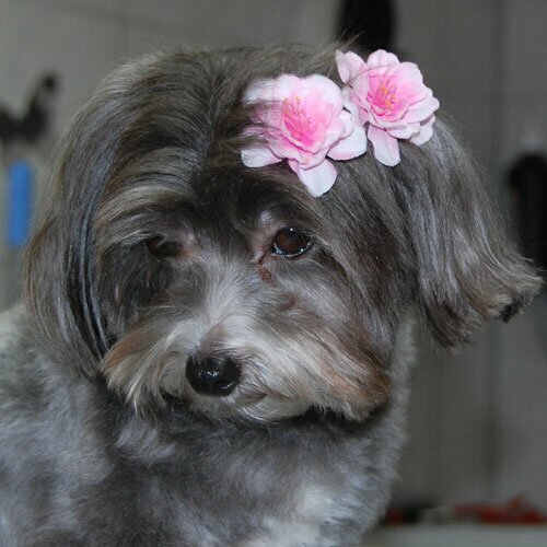 Blinx Pets Decoración de pelo en forma de flor