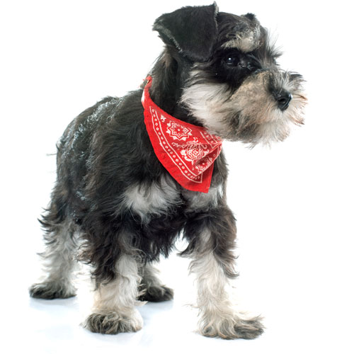 Bufandas, bufandas triangulares como collares para perros