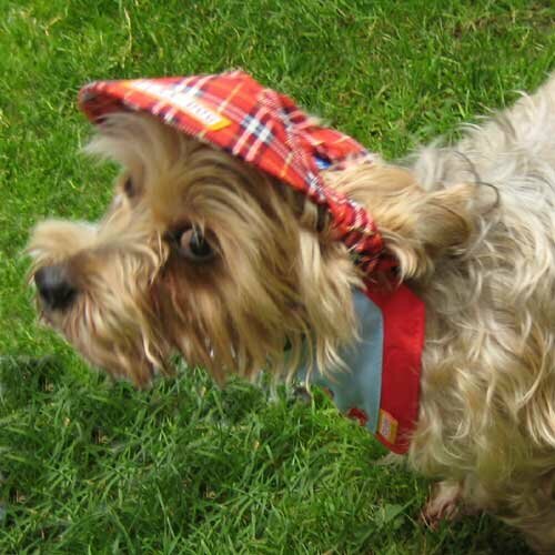 Gorra para perro - Gorra con visera para perros roja talla S - Diseño cuadros escoceses.