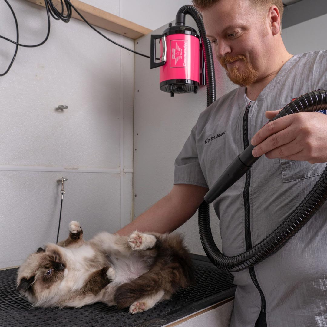 El secador profesional para peluqueros caninos y dueños entusiastas de mascotas