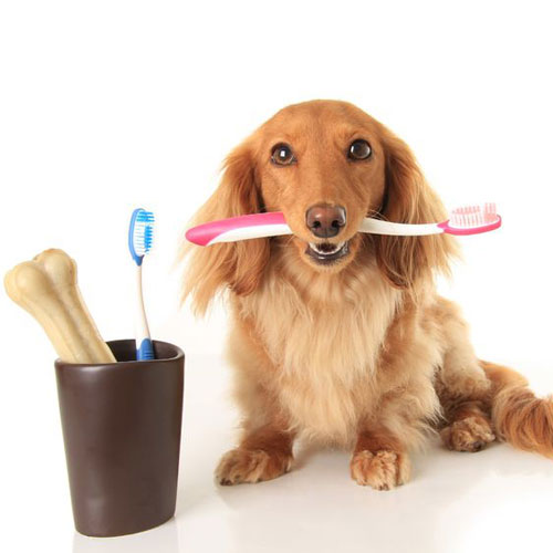 Cuidados dentales para perros y gatos
