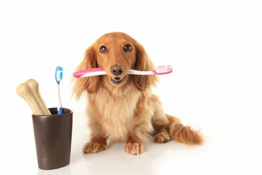 Cuidado dental para perros simple y eficiente de Gogipet.