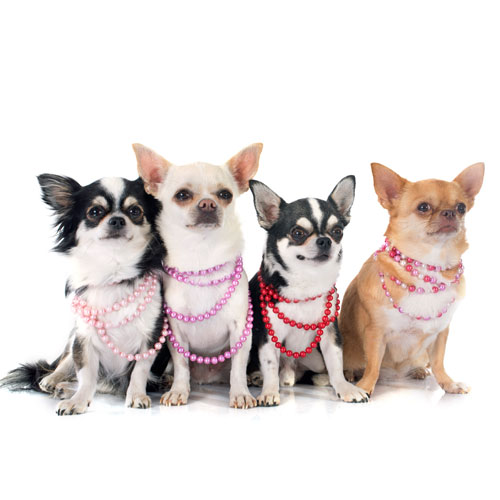 Otras joyas para perros - Collares - Corbatas