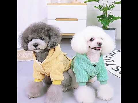 Chaqueta para perros de pana amarilla con capucha - Ropa para perros